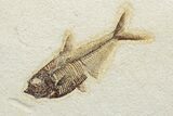 Green River Fossil Fish Plate - Three Species #233916-2